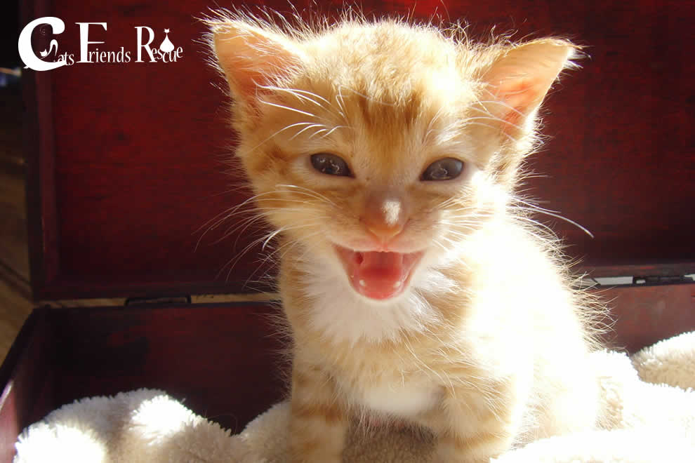 Cats Friends Rescue
